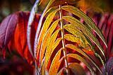 Backlit Autumn Sumac_17592